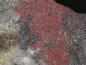 Preview: Arsiccioite